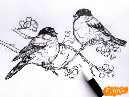 Снегирь рисунок карандашом