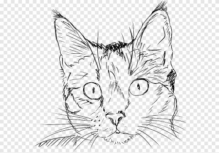 Рисунки для срисовки котики
