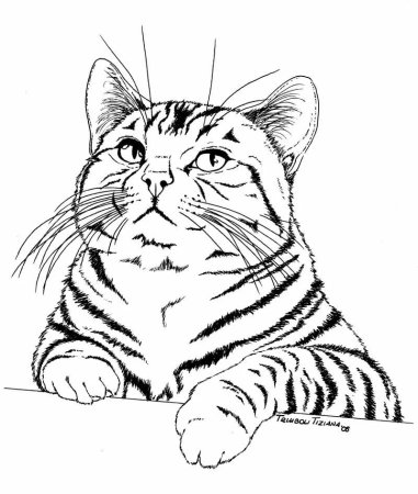 Кот Графика
