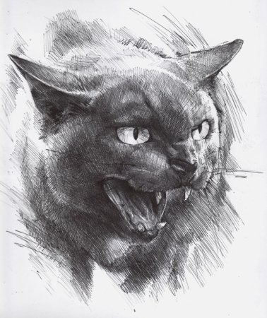Кошка линиями