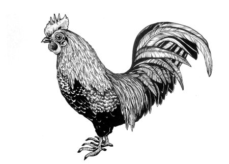 Петух эскиз