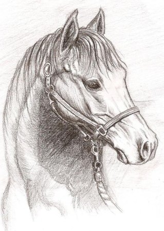 Лошадь рисунок карандашом