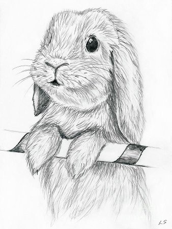 Кролик рисунок карандашом