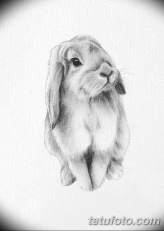 Зарисовка кролика