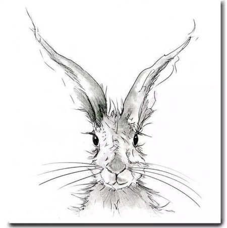Заяц скетч