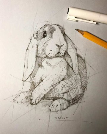Кролик карандашом