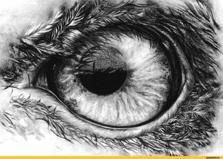 Глаз Графика