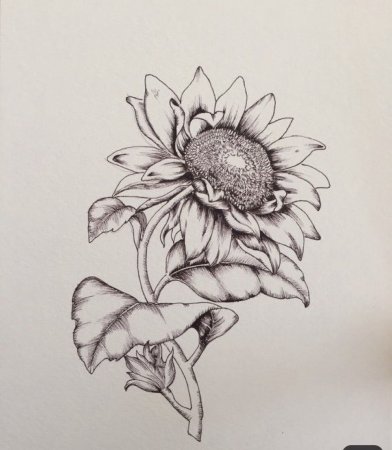 Подсолнух рисунок