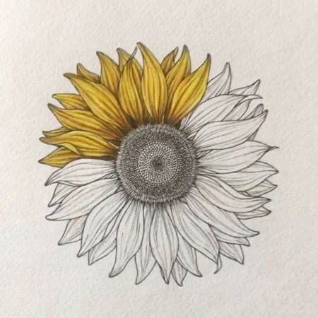 Подсолнух эскиз