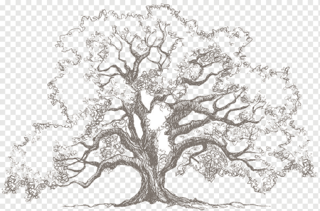 Дуб карандашом