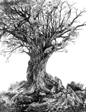 Дуб в графике