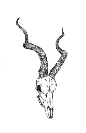 Череп козы