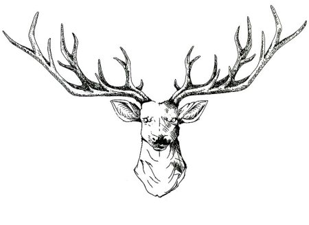 Олень голова спереди