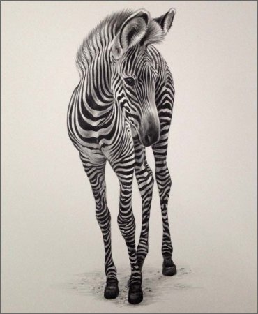 Зебра набросок карандашом