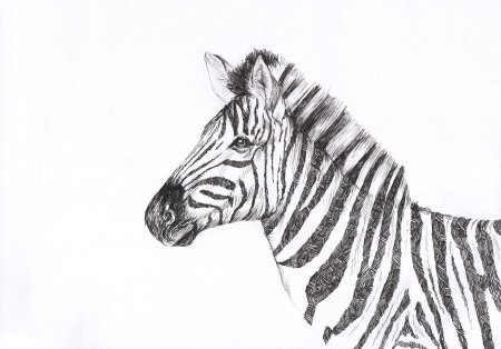 Нарисовать зебру карандашом