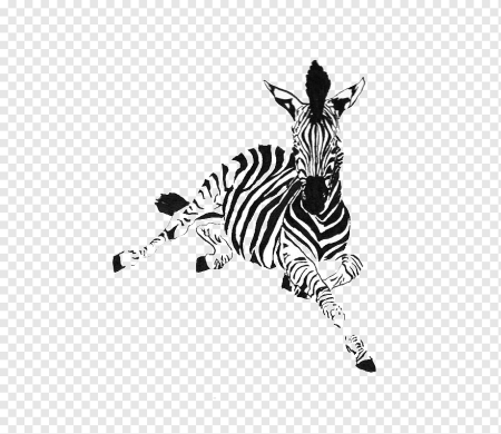 Зебра Графика