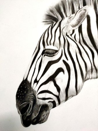 Рисуем зебру