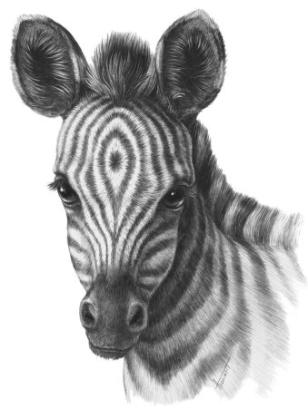 Нарисовать зебру карандашом