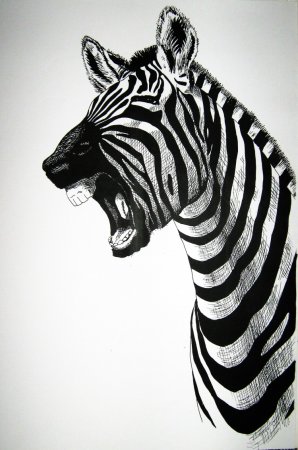Зебра набросок