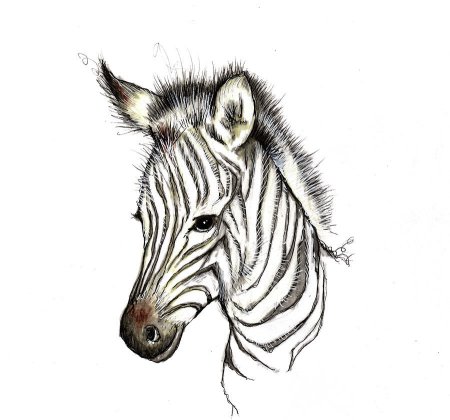 Рисуем зебру карандашом