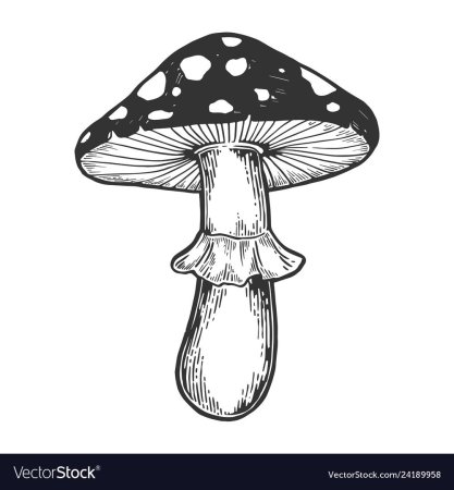 Набросок мухомора
