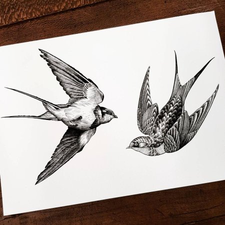 Ласточка рисунок карандашом