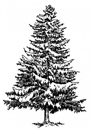 Ель в графике
