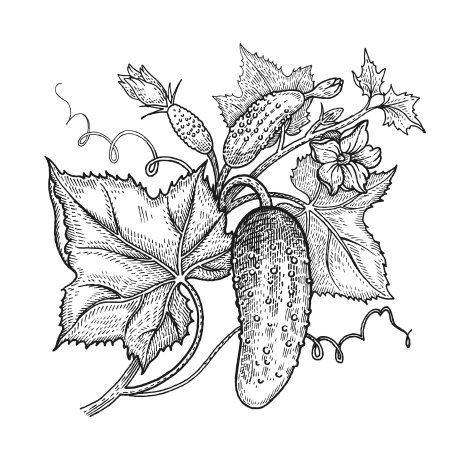 Огурцы на грядке раскраска