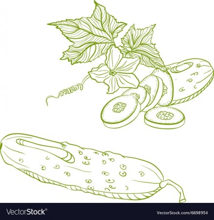 Огурец рисунок на белом фоне