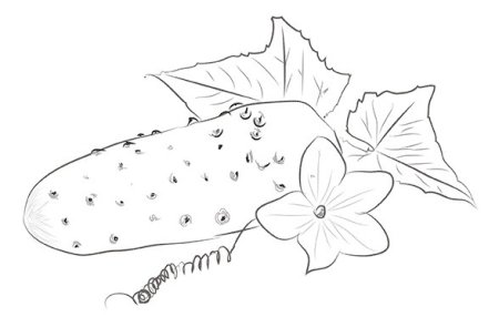 Огурец рисунок карандашом