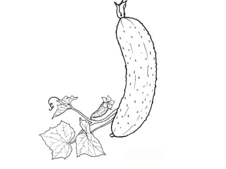 Огурец раскраска для детей