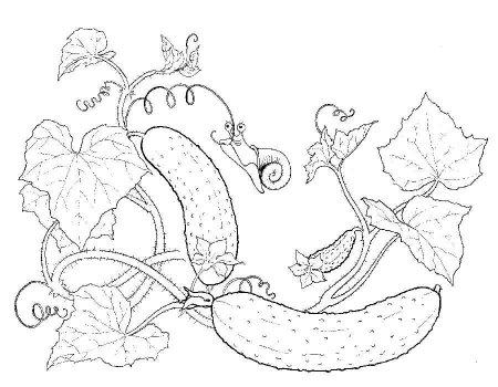 Огурец раскраска для детей