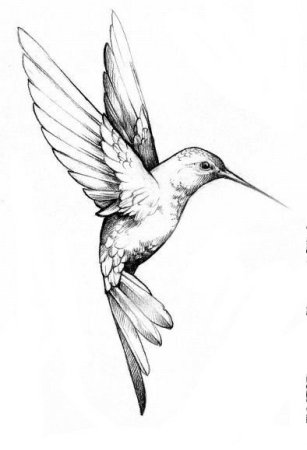 Рисунок колибри эскиз (42 фото)