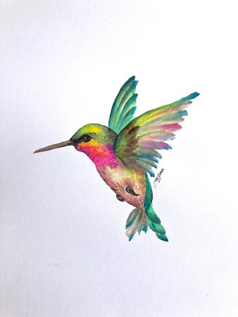 Колибри рисунок