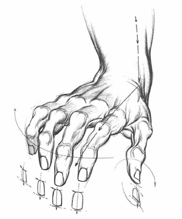 Кисти рук Графика