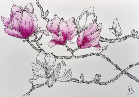 Цветок магнолии скетч