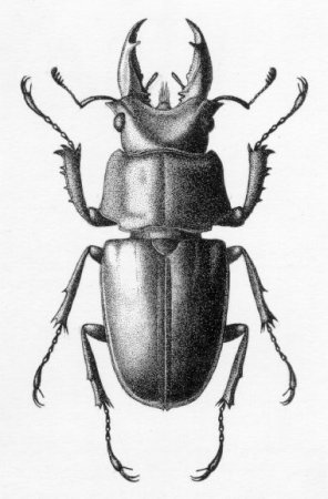 Prismognathus subaeneus