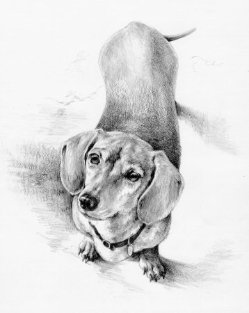 Такса набросок