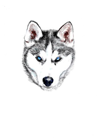 Хаски эскиз