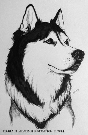 Хаски набросок