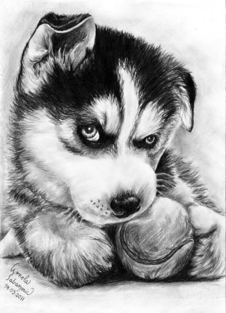 Собака рисунок карандашом