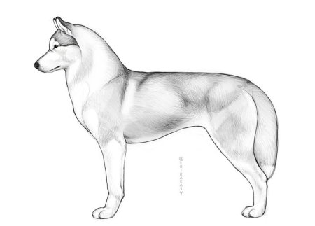 Хаски вид сбоку ценок