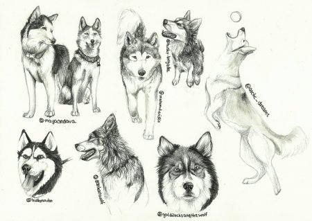 Эскиз несколько хаски для тату