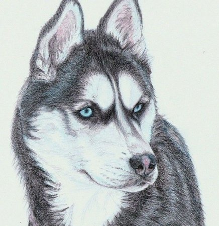 Рисование собаки хаски