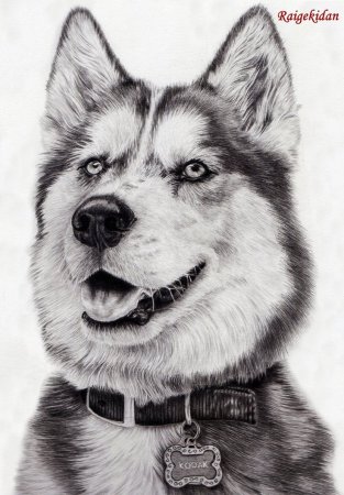 Хаски эскиз