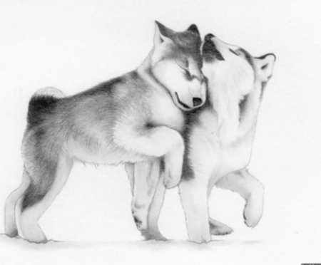 Наброски щенков хаски