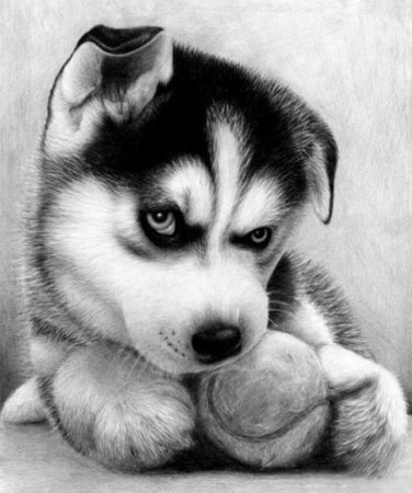 Животные карандашом