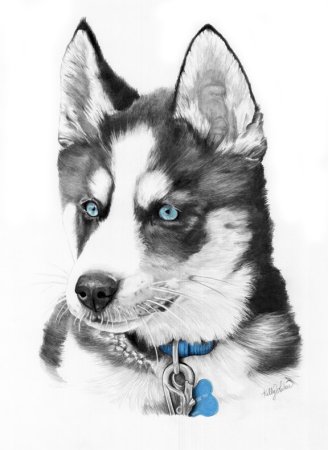 Хаски набросок