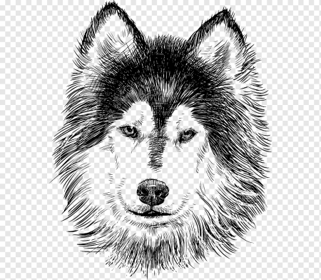 Хаски рисунок