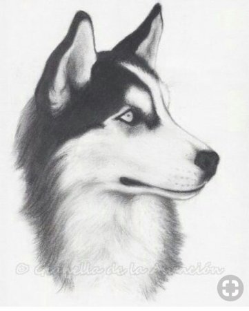 Наброски собак хаски